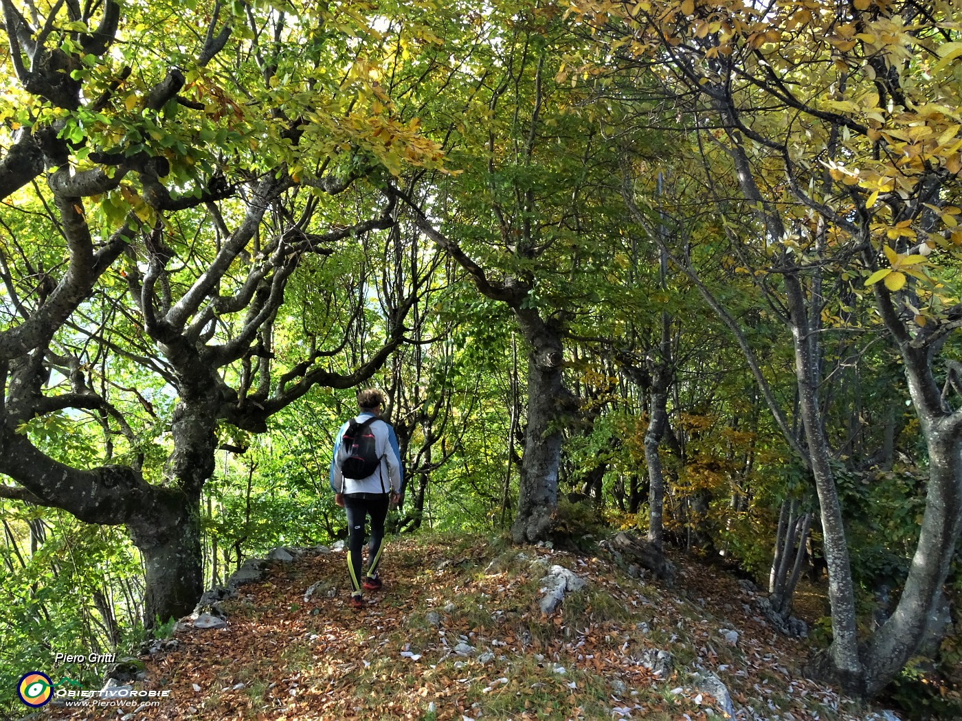 88 Splendida faggeta sagomata ad uso roccoli.JPG